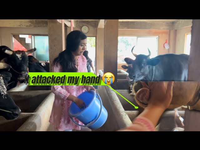 The cows of the ISKCON temple attacked me when I was feeding them😬 | Angel Rai ❤️ |