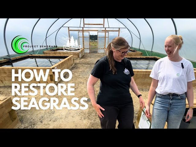 How To Restore Seagrass