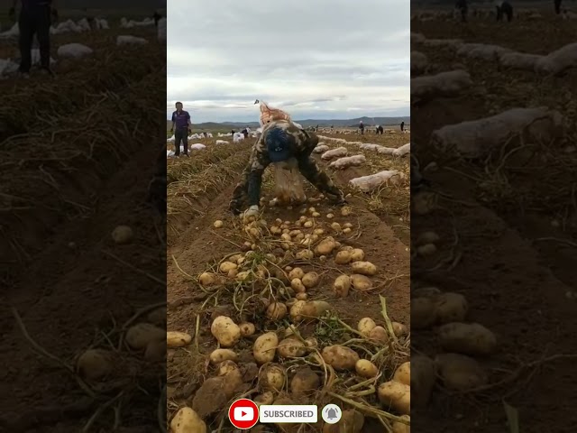 Harvest Potatoes in the field #shorts #satisfying