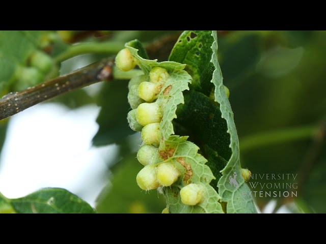 Hackberry Nipple Gall | From the Ground Up