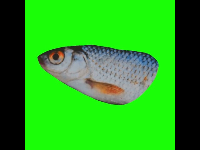 Fishhead paper create animals green screen video #adobepremierclip #animation