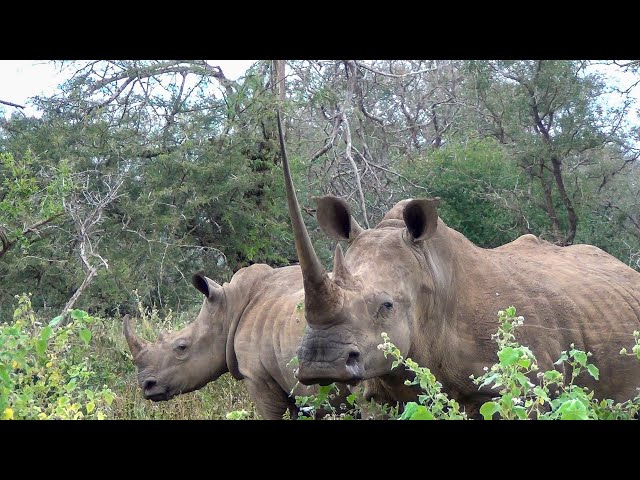 Remarkable Encounter: The White Rhino with an Extraordinary Horn