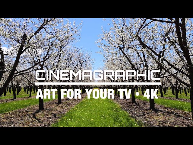 THE CHERRY BLOSSOMS | SCREENSAVER ART FOR YOUR TV | 4Hr 4K