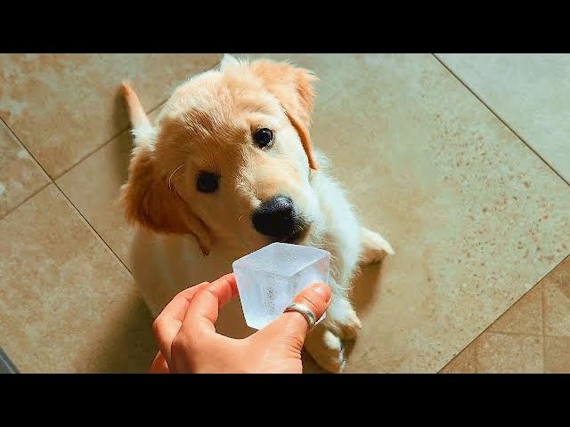 Golden Puppy Having Fun With an Ice Cube