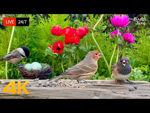 🔴 24/7 LIVE: Cat TV for Cats to Watch 😺 Cute Birds Pigeons in the Spring 4K