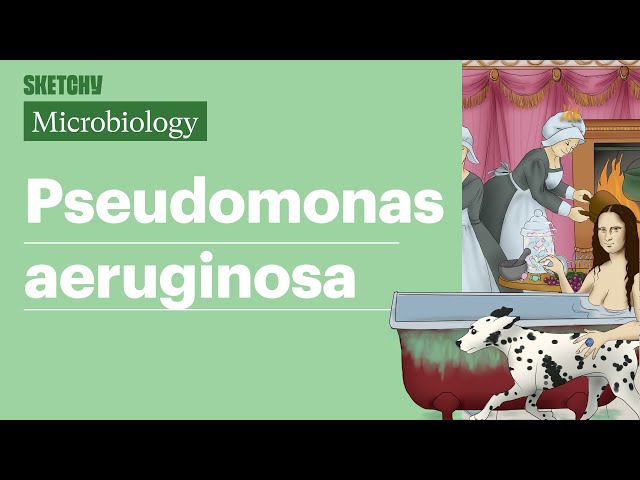 Pseudomonas aeruginosa Overview (Part 1) | Sketchy Medical | USMLE Step 1