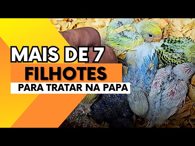 TIRAMOS MAIS FILHOTES DO NINHO - PARA TRATAR NA PAPINHA