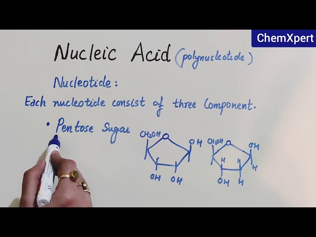 Nucleic Acid  | Biomolecules |Class 12 Chapter 14