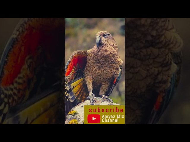 Kea parrot found in the forested and alpine regions in New Zealand