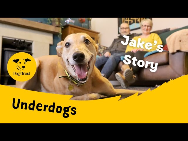 Jake's Underdog Story | Dogs Trust