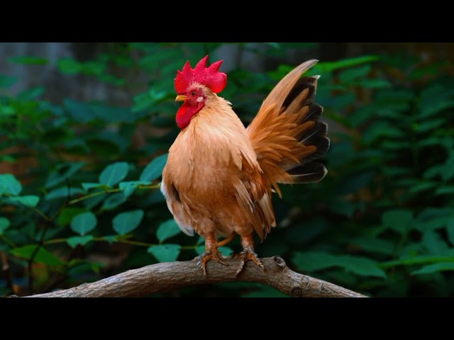 cock sing! chicken sing