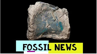 Fossil News