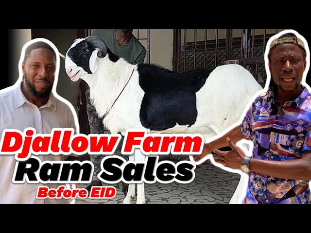 Price of RAM at Djallow Farm The Gambia