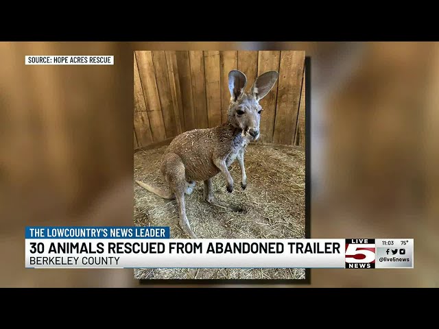 VIDEO: Kangaroo, alpaca among animals seized from trailer in Moncks Corner
