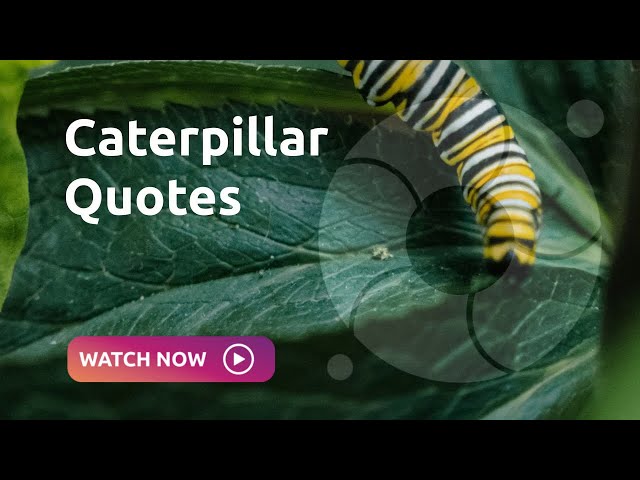 Caterpillar Quotes