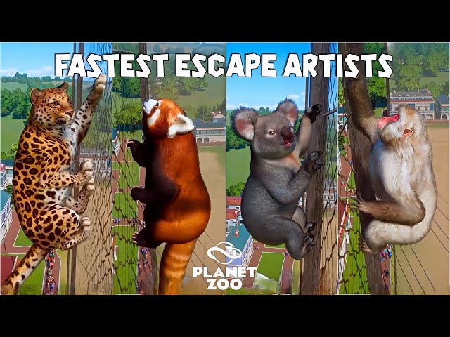 Planet Zoo Animals Escape Race | Amur Leopard, Koala, Red Panda, Brown Bear, Japanese Macaque