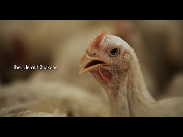 Never-Before-Seen Footage Reveals the Life of Chickens on Factory Farms