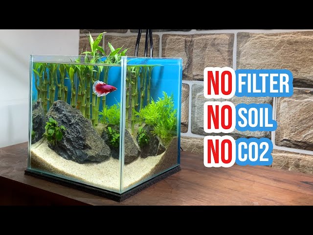 Building a Lucky Bamboo Aquarium | Betta Fish Tank Setup
