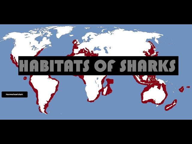 Habitats of Sharks (with map) Where do sharks live ?