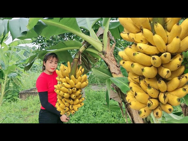 Harvesting ripe bananas and bring them to the market to sell. Daily life of Thon Nu Dong Que