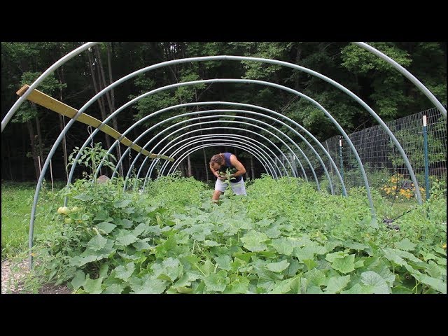 Peculiar Man Peruses Garden │ Harvests Cucumbers │Gives Them Away