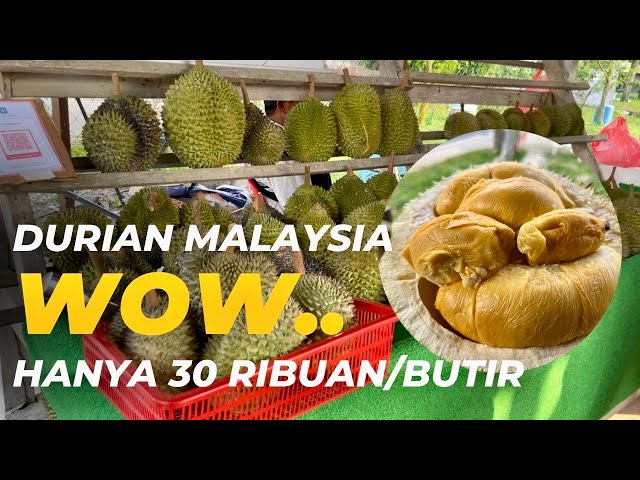 XO | OCHEE | KAMPUNG-di Durian Eco
