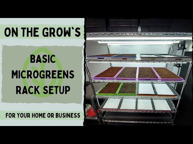Basic Microgreen Rack Setup!!