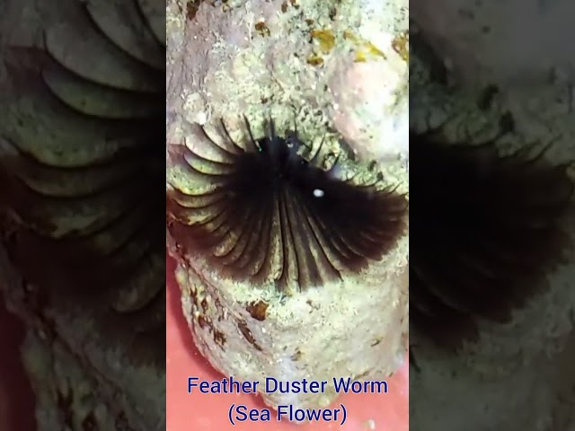 Feather Duster Worm (Sea Flower)