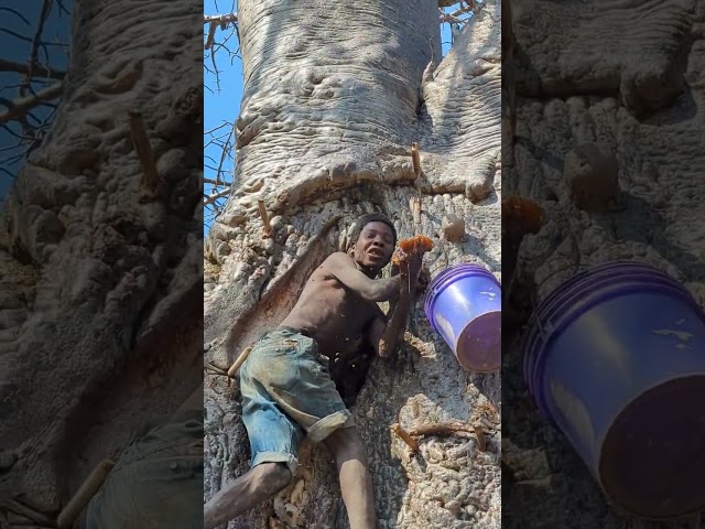 Climbing on Big tree/Baobab collecting a Natural honey for today's lunch #hadzabetribe #shortsfeed