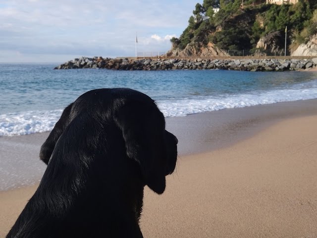 Ike, Black Lab on the beach in Canyelles, Spain | Ike un labrador negro en la playa de Canyelles