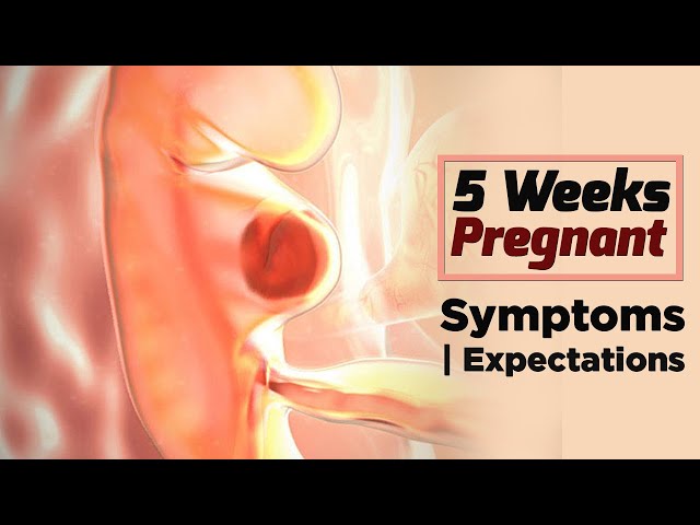5 Weeks Pregnant Baby Development - Pregnancy Calculator By Last Period
