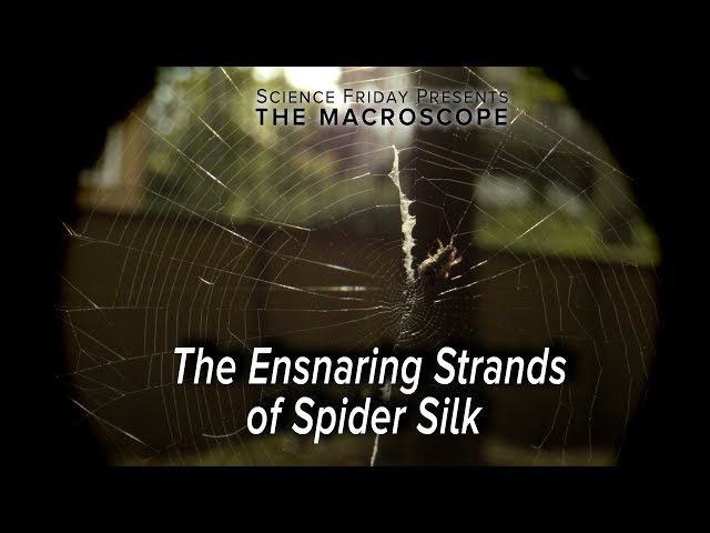 The Ensnaring Strands of Spider Silk