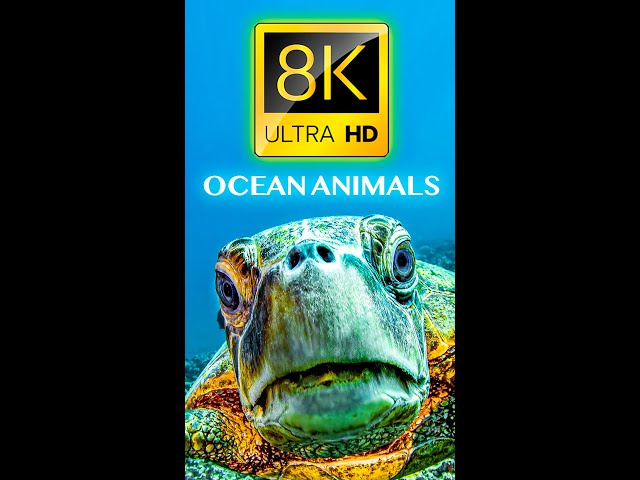 OCEAN ANIMALS 8K ULTRA HD
