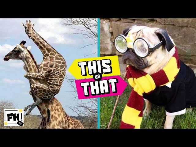 🔴This or That! #5 | TRY NOT TO LAUGH CHALLENGE | Funny Animals | Family Workout