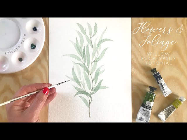 How to paint watercolour Willow Eucalyptus