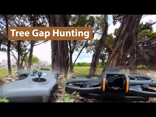 Tree Gap Hunting - DJI Avata 2