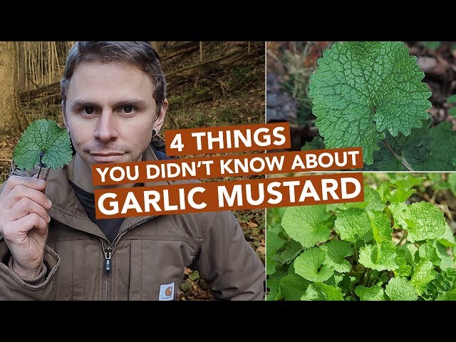 4 Things You Didn't Know About Garlic Mustard