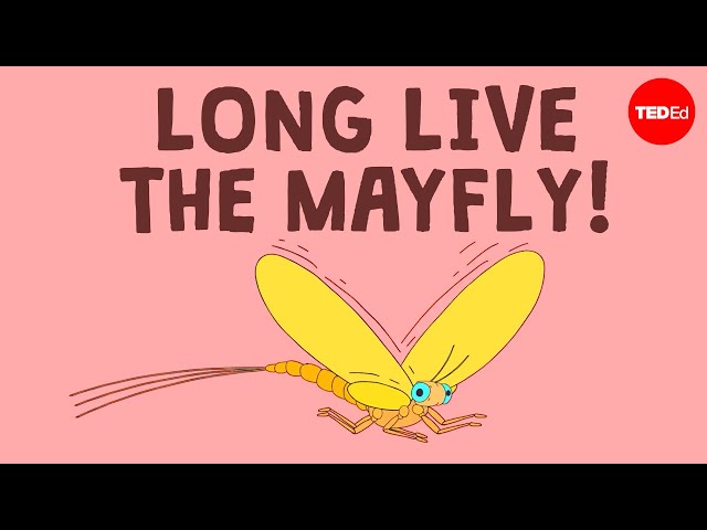 If you're an adult mayfly you'll probably die before the end of this video - Luke M. Jacobus