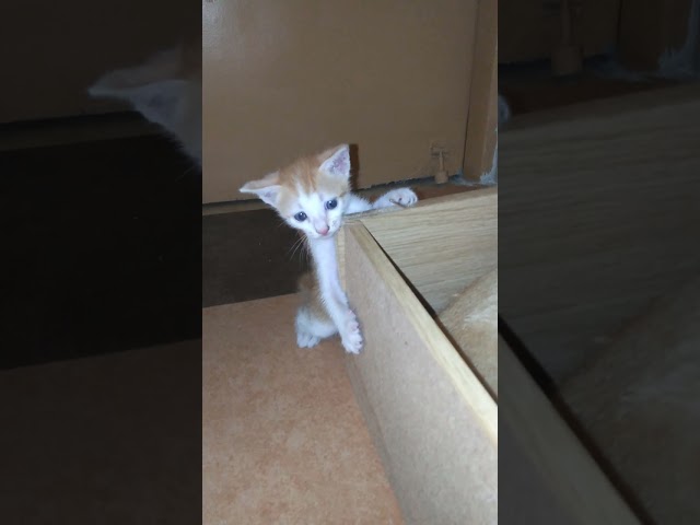 cute kitten playing 😀 #cat #shorts
