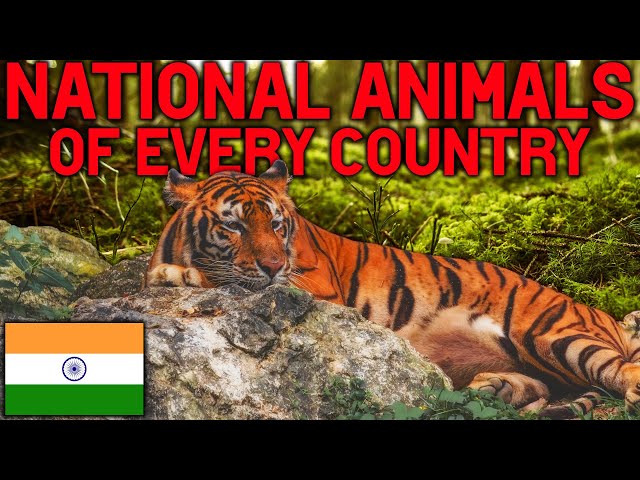 National Animals of the world | Flags and countries!
