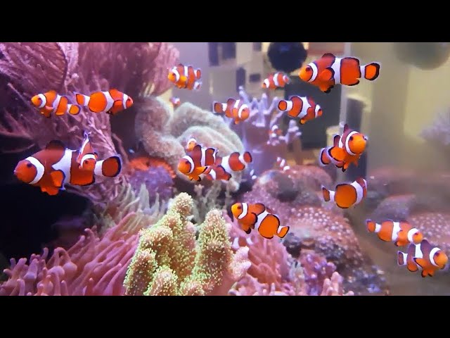 The Clownfish Ecosystem: AMAZING NO WATER CHANGE & No Filter Aquarium (Tour)