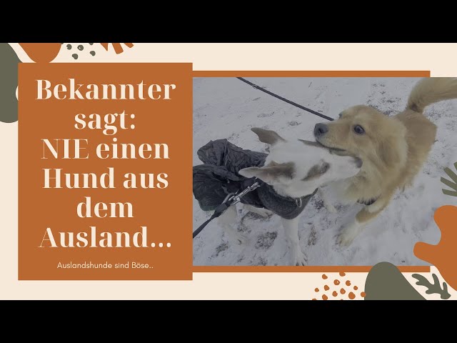 Hund aus Ukraine Tierheim/Tötung. Viele mögen keine Hunde aus dem Ausland... Wie sehe ich das?!