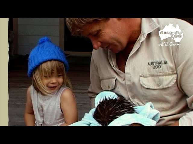 Steve Irwin introduces Bindi to an echidna | Irwin Family Adventures