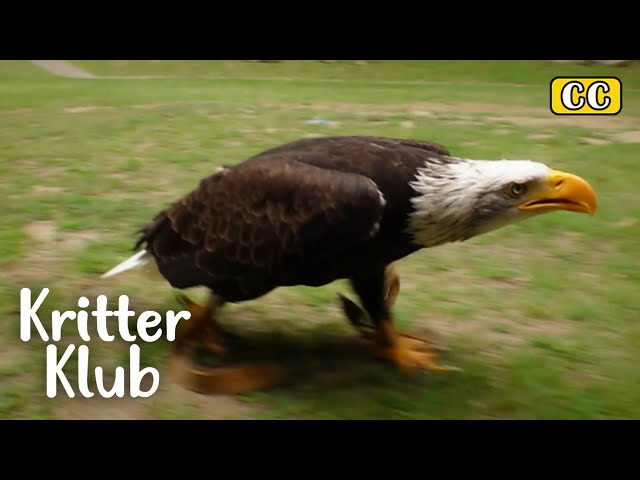 This Eagle Knows How To Power Walk Instead Of Flying I Kritter Klub