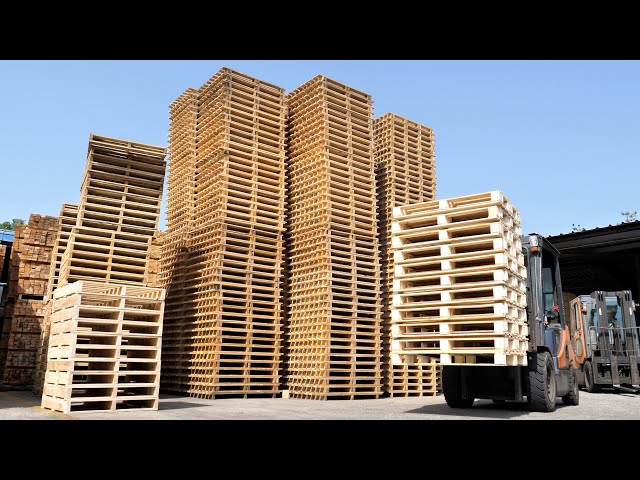 The process of mass-producing wooden pallets from giant trees. Pallet factory in Korea