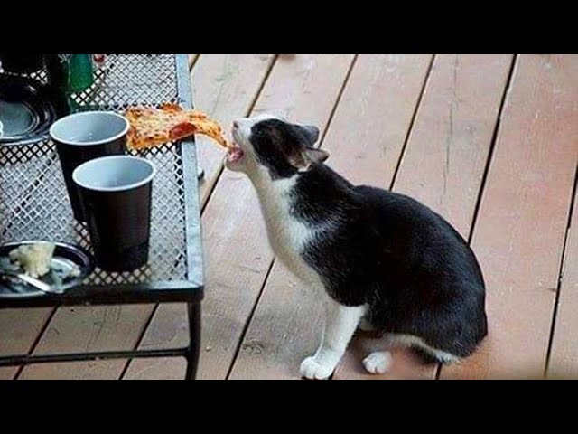 Funniest Cats And Dogs Videos 😁   Best Funny Animal Videos 2024 🥰