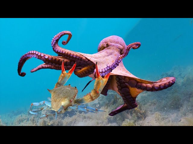 Octopus vs Crab | Moray eel vs Moray eel | Moray eel vs Lobster | Life in Deep Sea