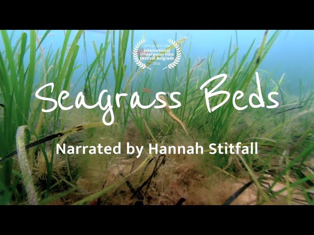 Seagrass Beds: Prairies of the Sea