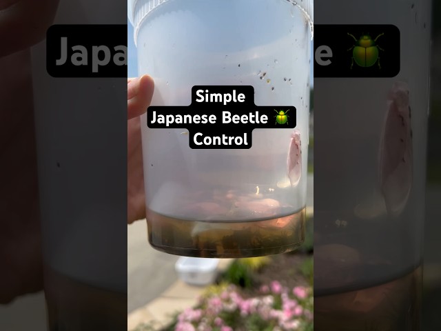 The Most Simple Japanese Beetle 🪲 Control EVER #gardening #garden #shorts #gardentips