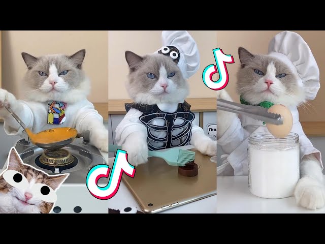 That Little Puff | Cats Make Food 😻 | TikTok Compilation 2023 #1